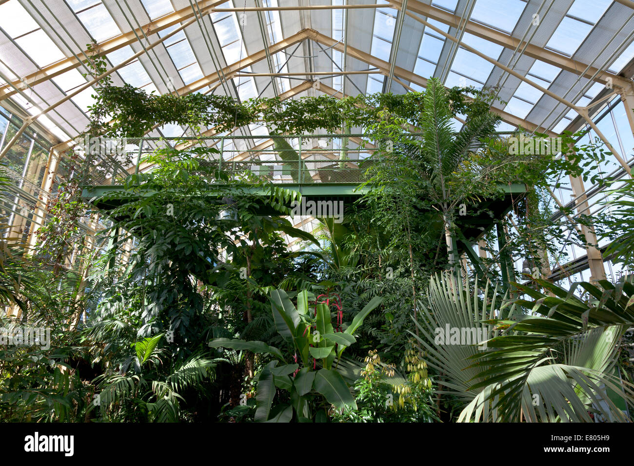 Serre tropicale dans l'Hortus Botanicus Leiden, Hollande Banque D'Images