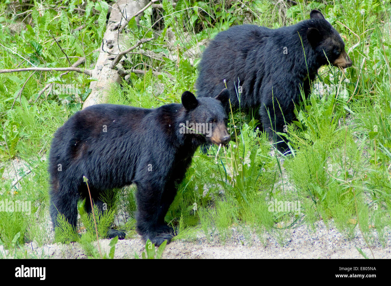 L'ours noir, le parc national du mont Revelstoke, British Columbia, Canada Banque D'Images