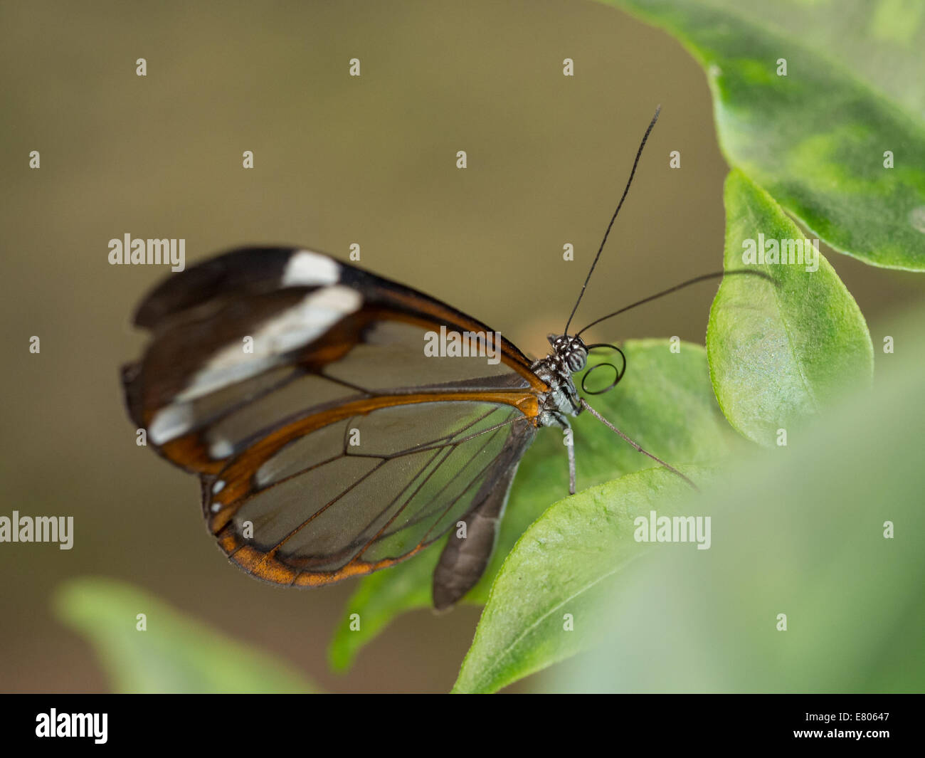 Papillon brun transparent reposant sur leaf Banque D'Images