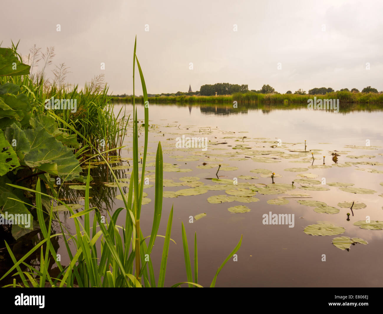 Lillies dans une rivière encore à Doesburg, Hollande. Prises au crépuscule juste avant le coucher du soleil. Banque D'Images