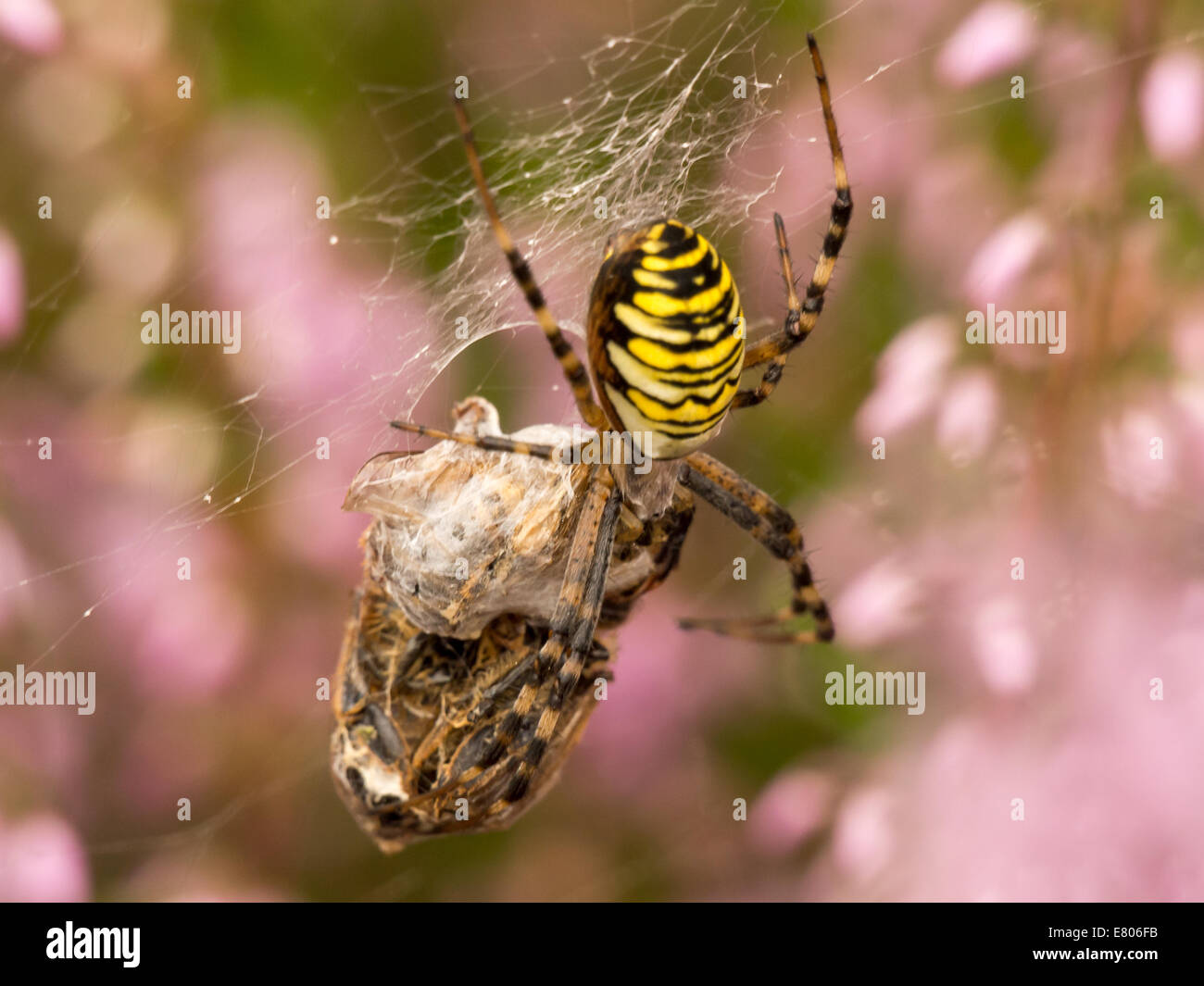 Grosse araignée colorée avec les proies sur une araignée. De belles couleurs de lande en arrière-plan. Banque D'Images