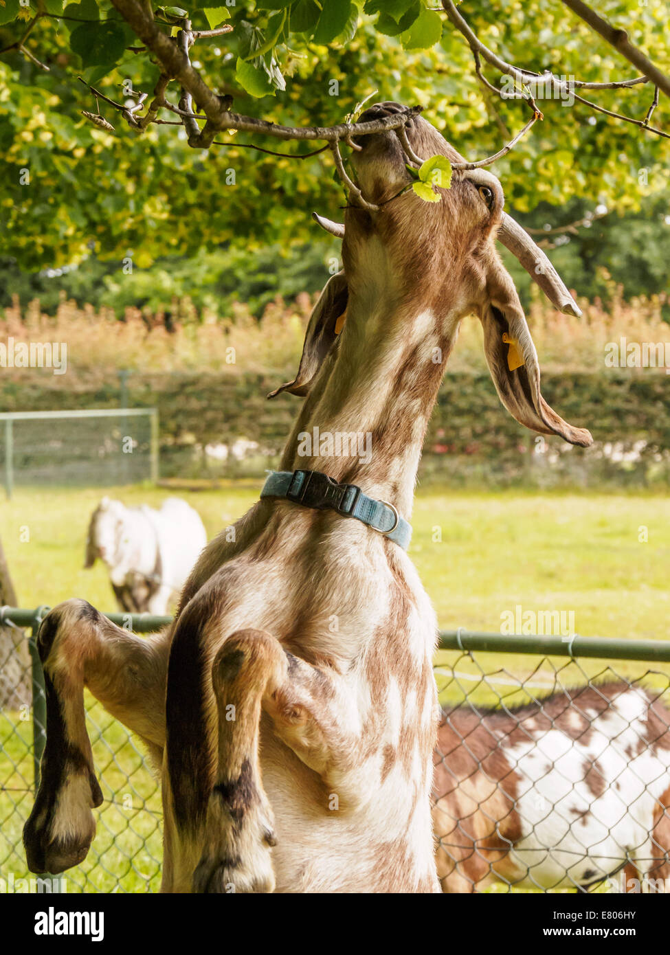 Dans cette ferme toutes les chèvres ont été en mesure de se tenir sur ses pattes et manger des Leafs au large des branches basse Banque D'Images