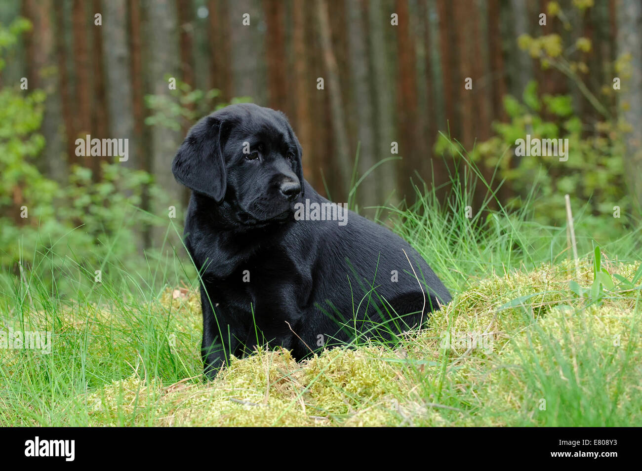 Labrador retriever puppy in garden Banque D'Images
