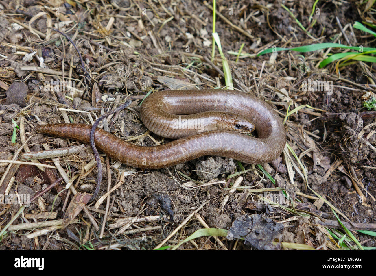 Ver lent (Anguis fragilis) sur une réserve naturelle dans le Herefordshire UK campagne Banque D'Images