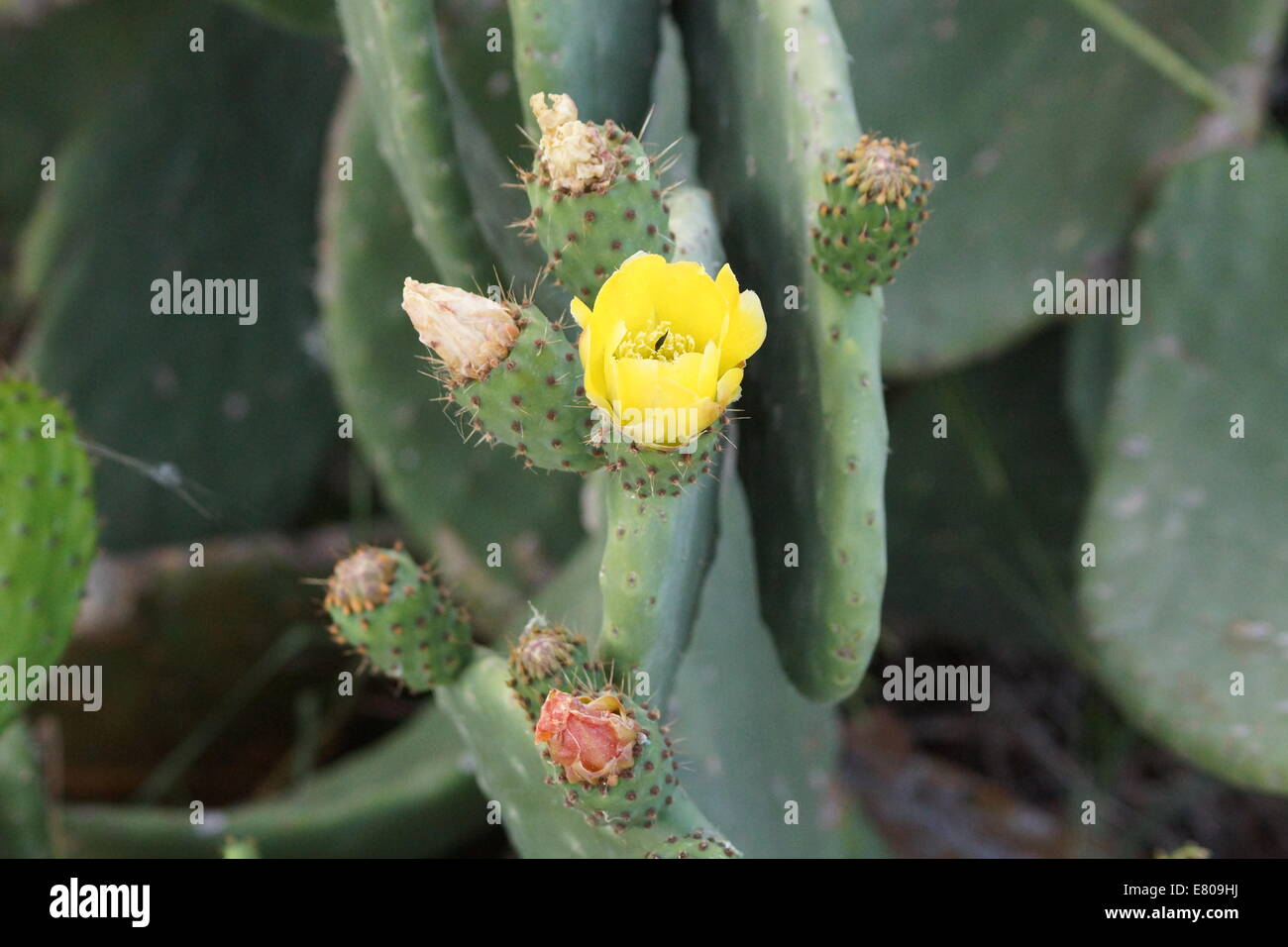 Méditerranée, cactus cactus nopal Chumbera fleurs, Kefalonia, Grèce Banque D'Images