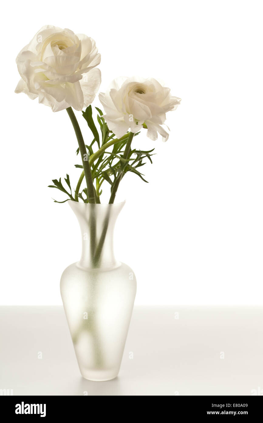Ranunculus blanc en vase isolé sur fond blanc Banque D'Images