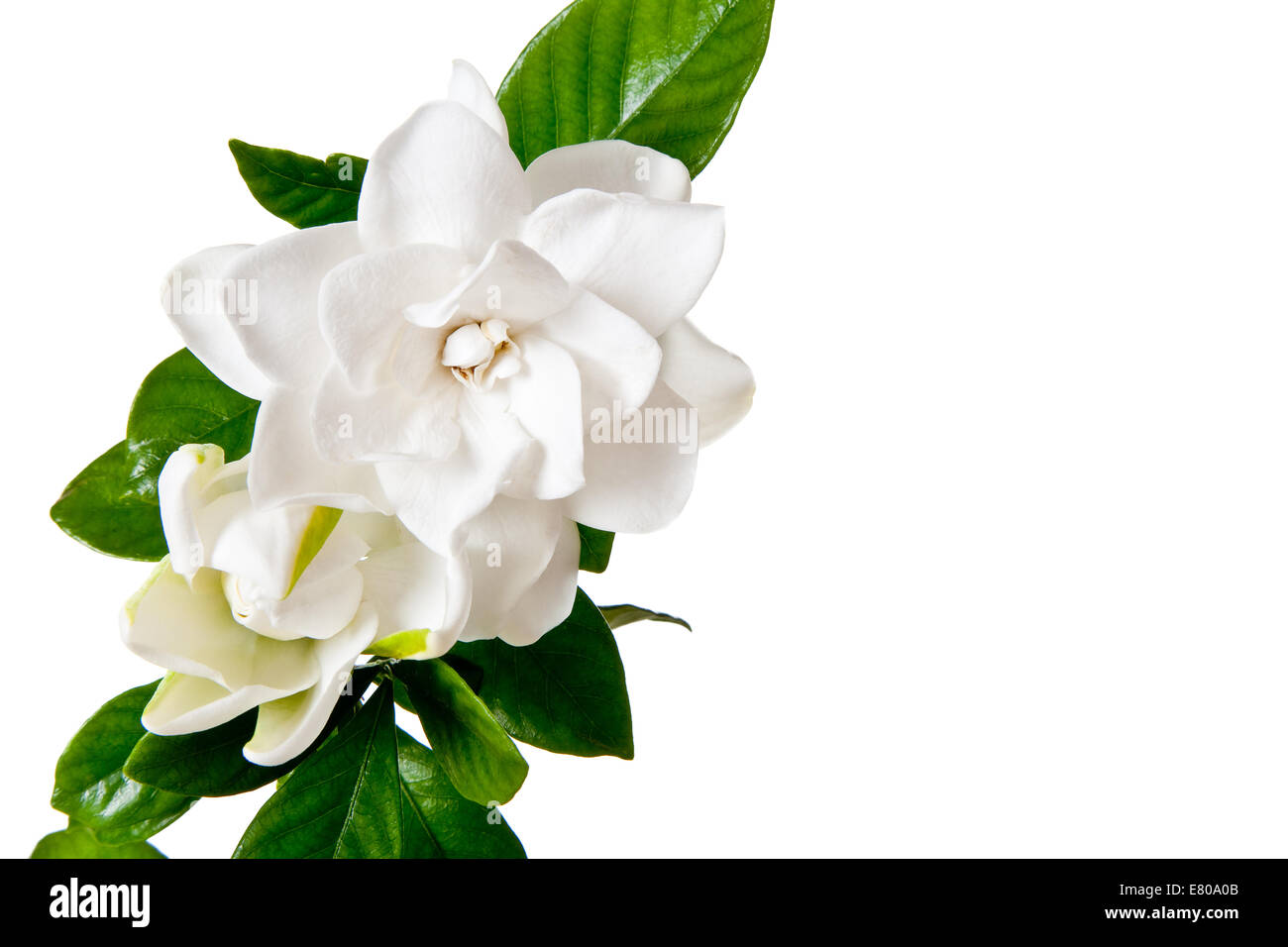 Fleur de Gardenia blanc isolé sur fond blanc Banque D'Images