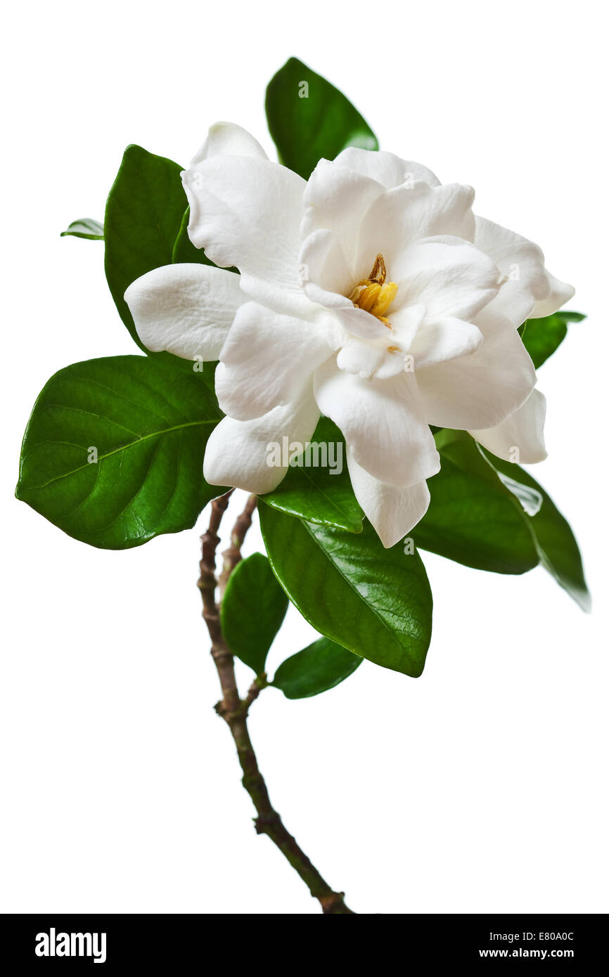 Le Gardenia blanc isolé Blossom Banque D'Images