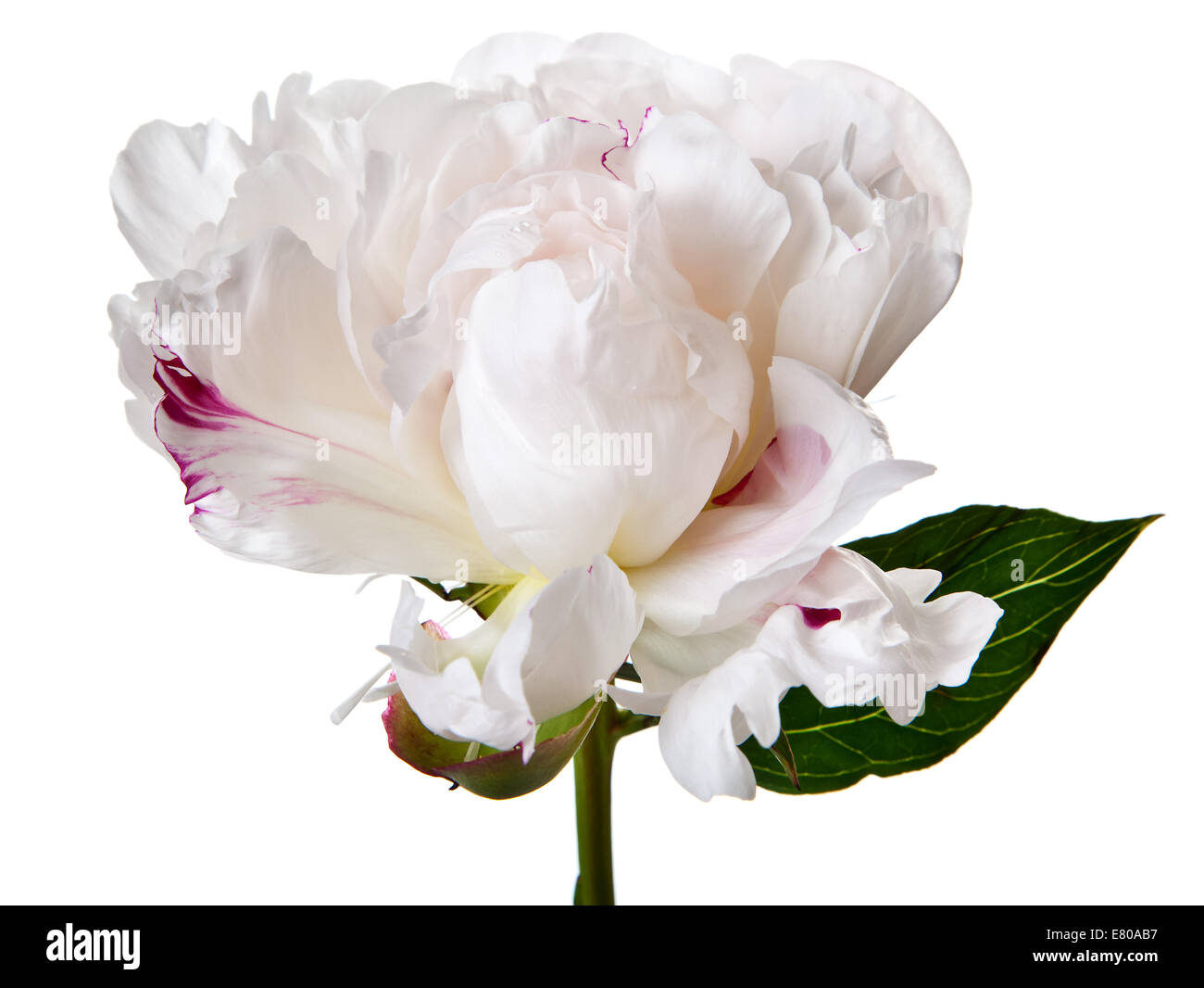 Fleur de pivoine isolé sur fond blanc Banque D'Images