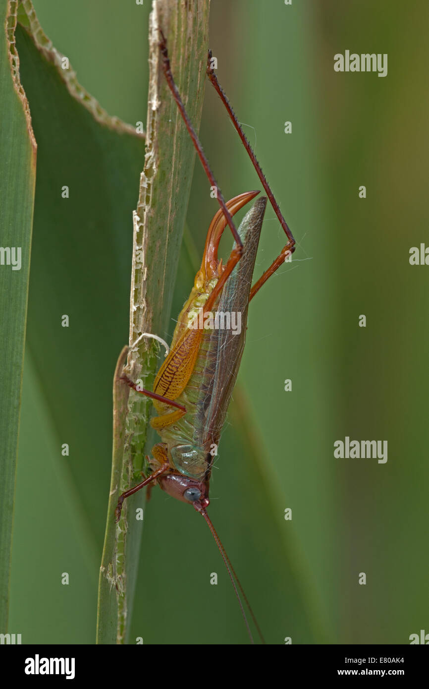 Beau Meadow Katydid - Orchelimum pulchellum , Virginia, femme Banque D'Images