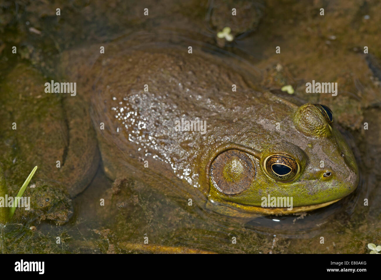 (Lithobates catesbeianus grenouille taureau américain), Virginia Banque D'Images