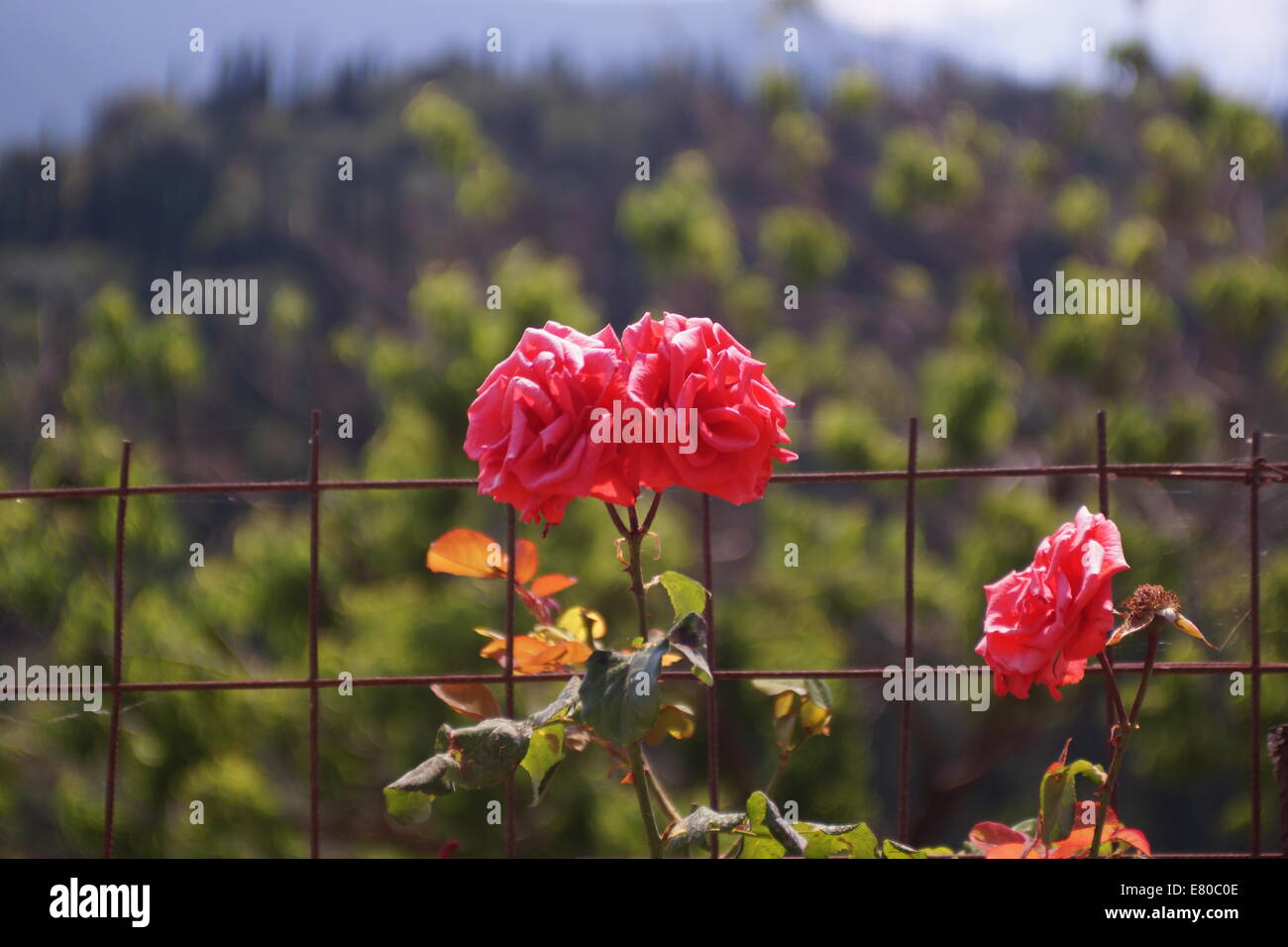 Roses rouges jumeaux Banque D'Images