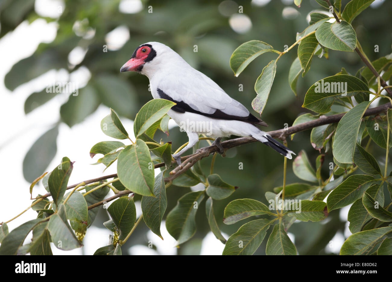 Oiseau exotique au Costa Rica Banque D'Images