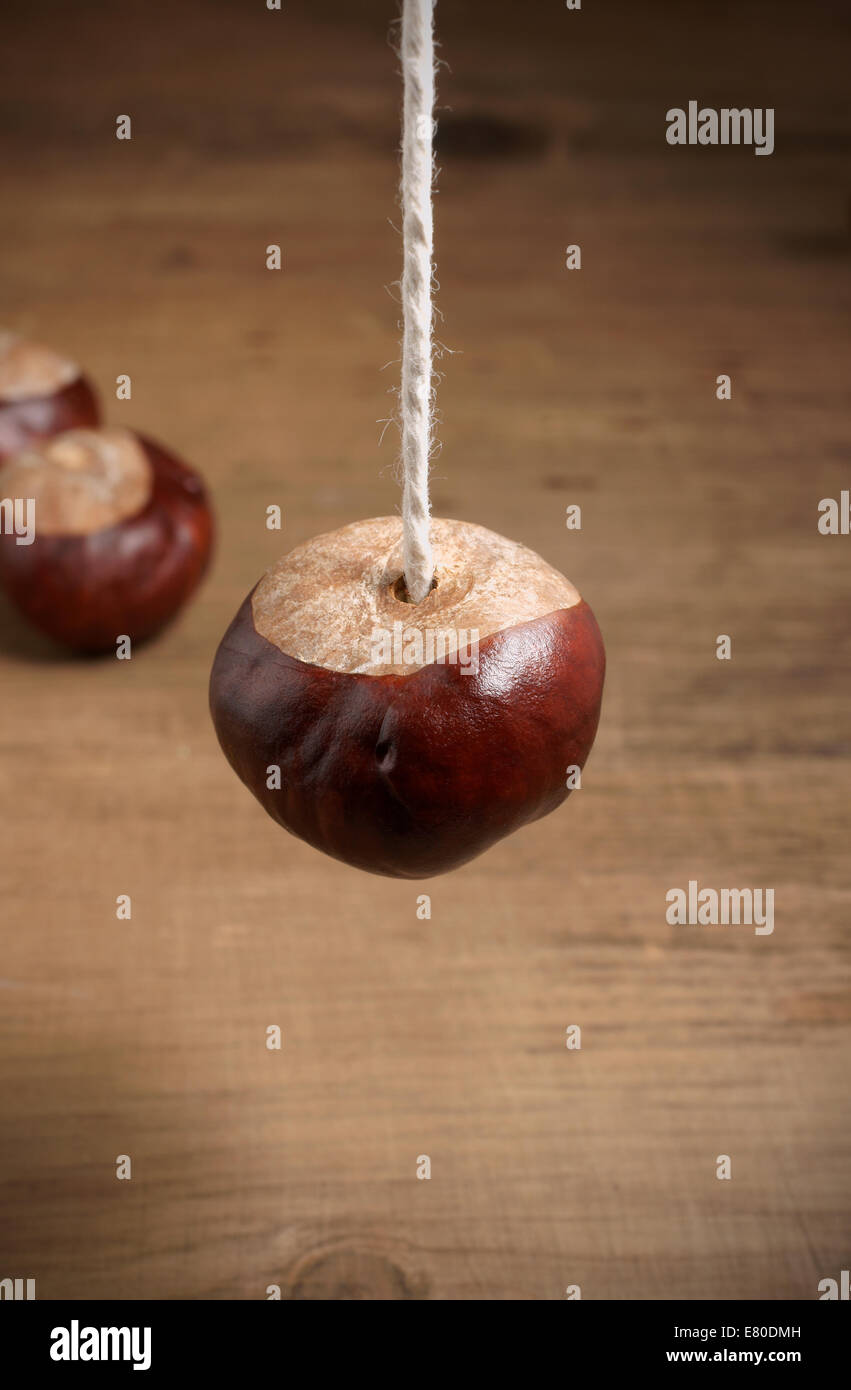 Conkers un traditionnel jeu d'enfant joue avec les graines de Marronnier d'arbres Banque D'Images