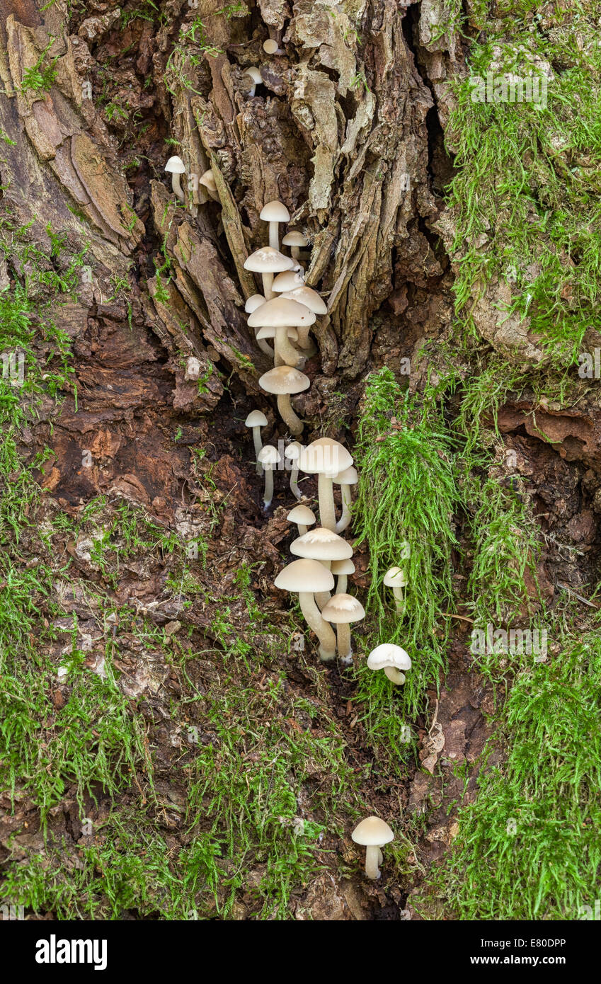 Psathyrella cernua champignons Banque D'Images