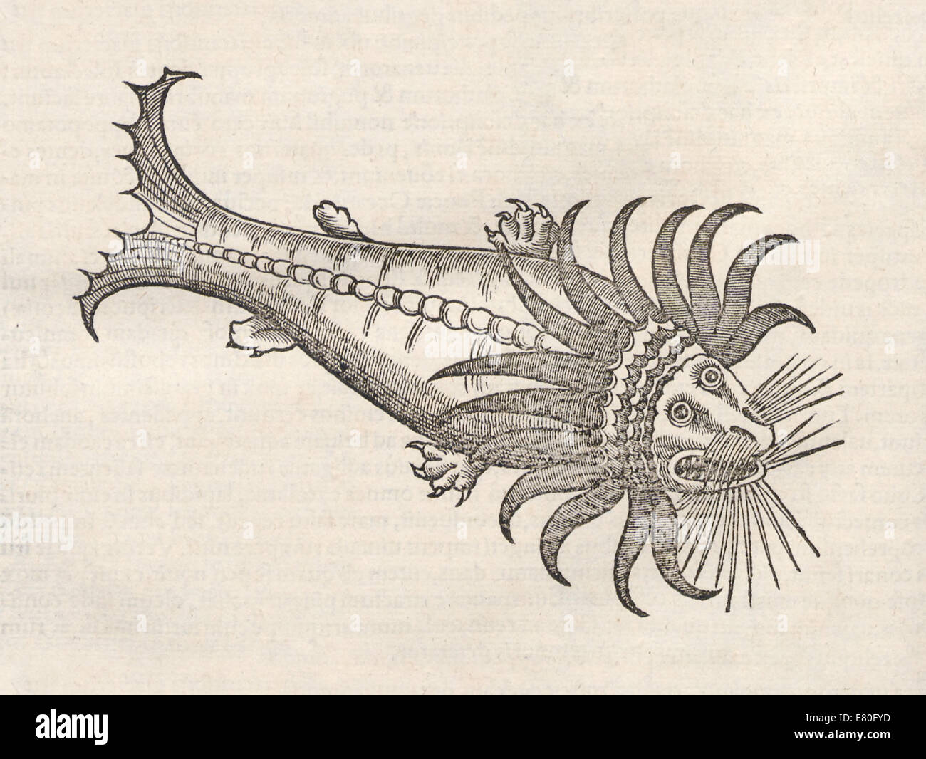 Illustration de créature marine de 'Historia animalium" par Conrad Gessner (1516-1565). Voir la description pour plus d'informations. Banque D'Images