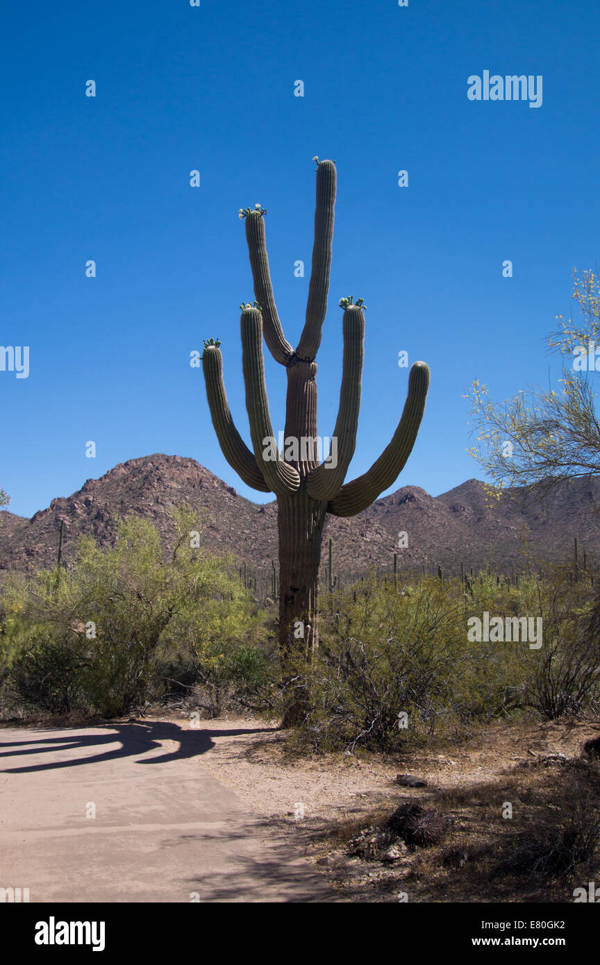 Grand bien des cactus Saguaro Banque D'Images