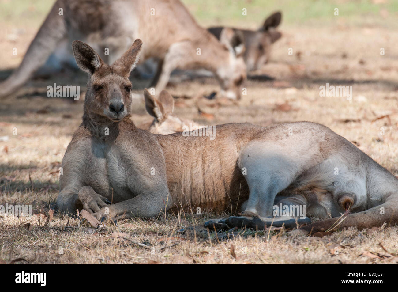 Stock photo d'un kangourou gris de l'est au repos. Banque D'Images