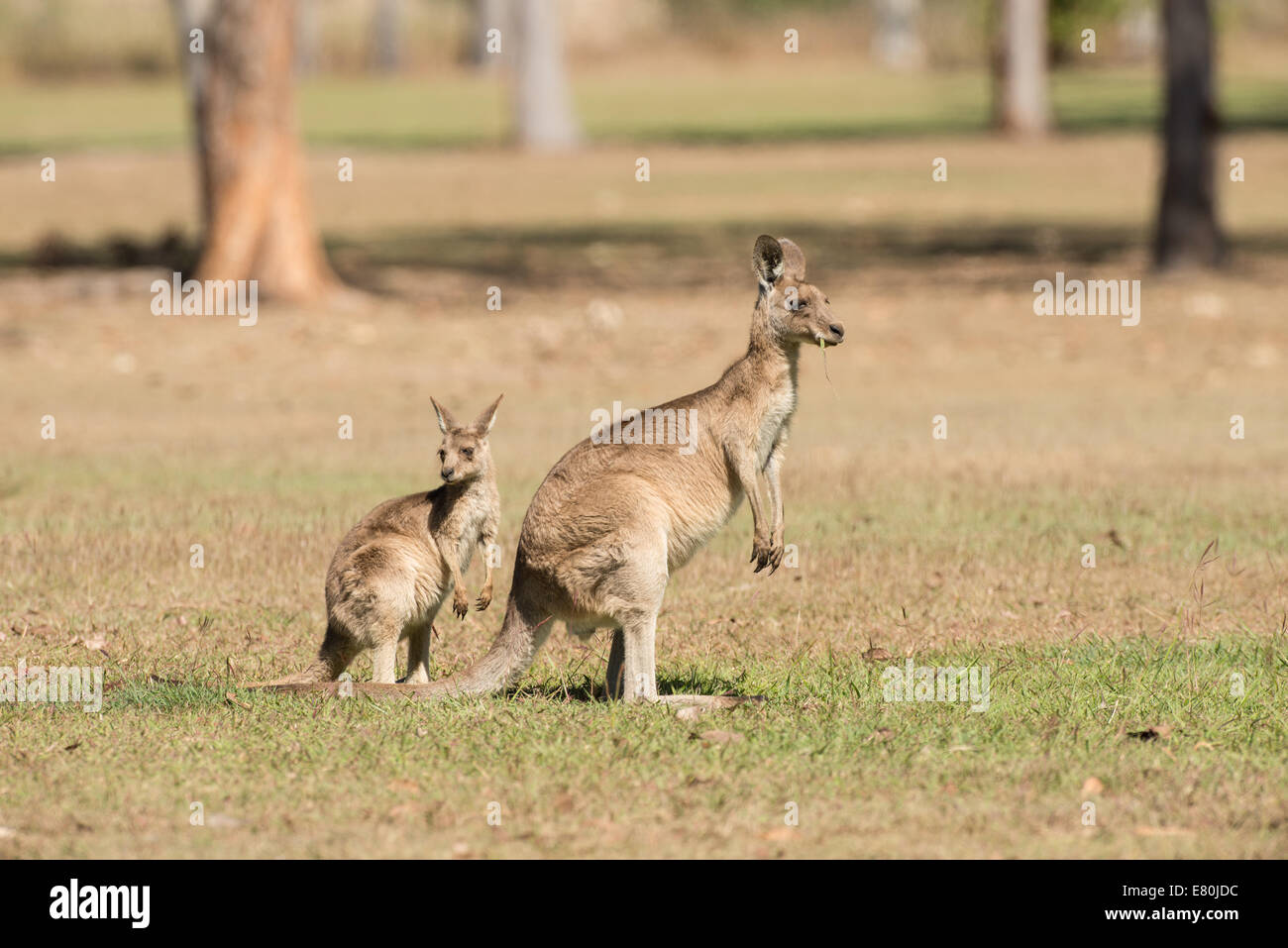 Stock photo d'un kangourou gris de l'est joey debout à côté de sa maman. Banque D'Images
