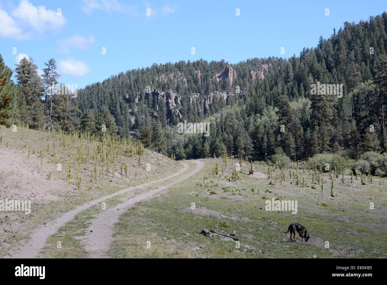 Ancienne route qui serpente dans la prairie au Nouveau Mexique Banque D'Images