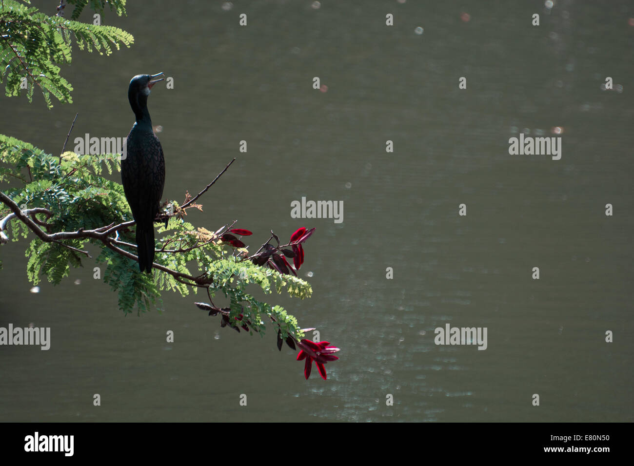 Oiseau Banque D'Images