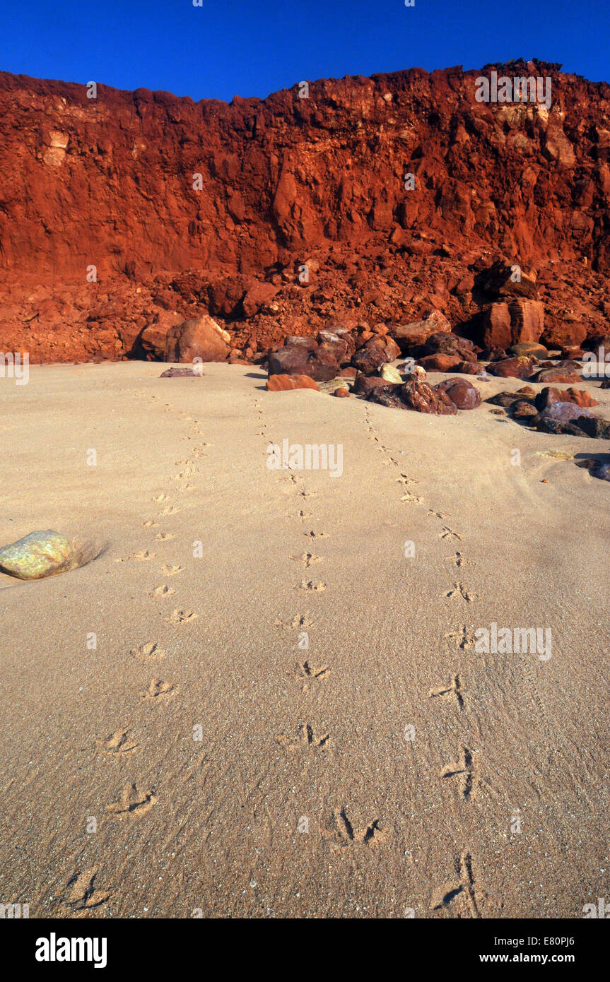 Les pistes d'oiseaux sur la plage, James Price Point, péninsule Dampier, Kimberley, Australie occidentale Banque D'Images