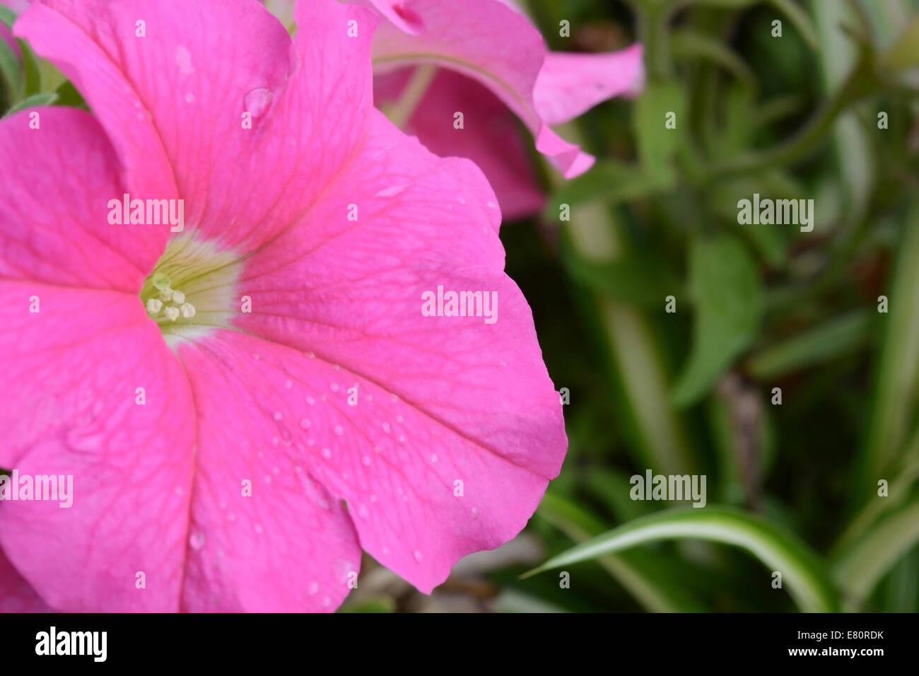 Fleur Rose, fleur, belle macro sur abstract background Banque D'Images