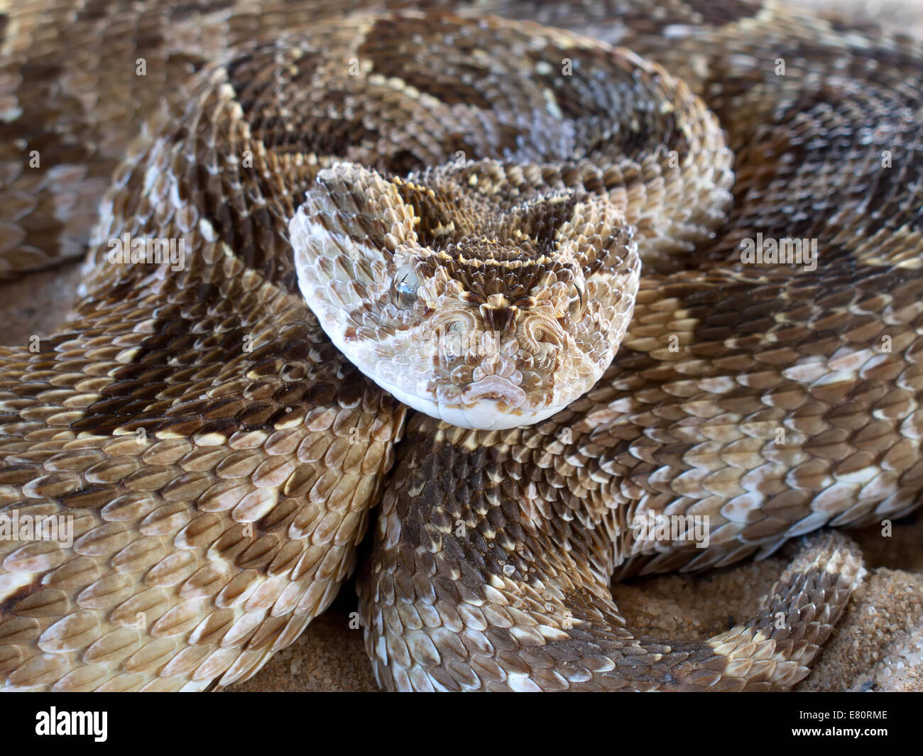 Close-up of a spiralé puff adder (Bitis arietans) serpent prêt à frapper, Afrique du Sud Banque D'Images