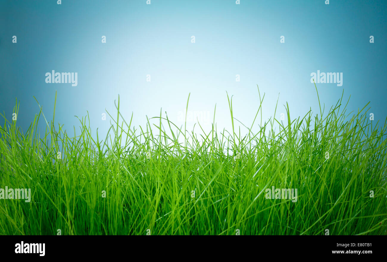 L'herbe verte du printemps et soleil sur fond bleu Banque D'Images