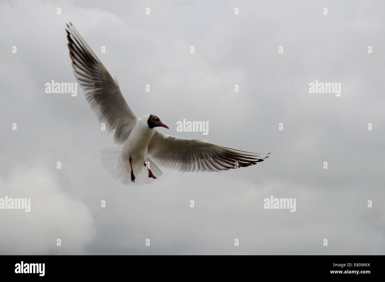 Mouette en vol avec ailes déployées tourné à partir de ci-dessous Banque D'Images