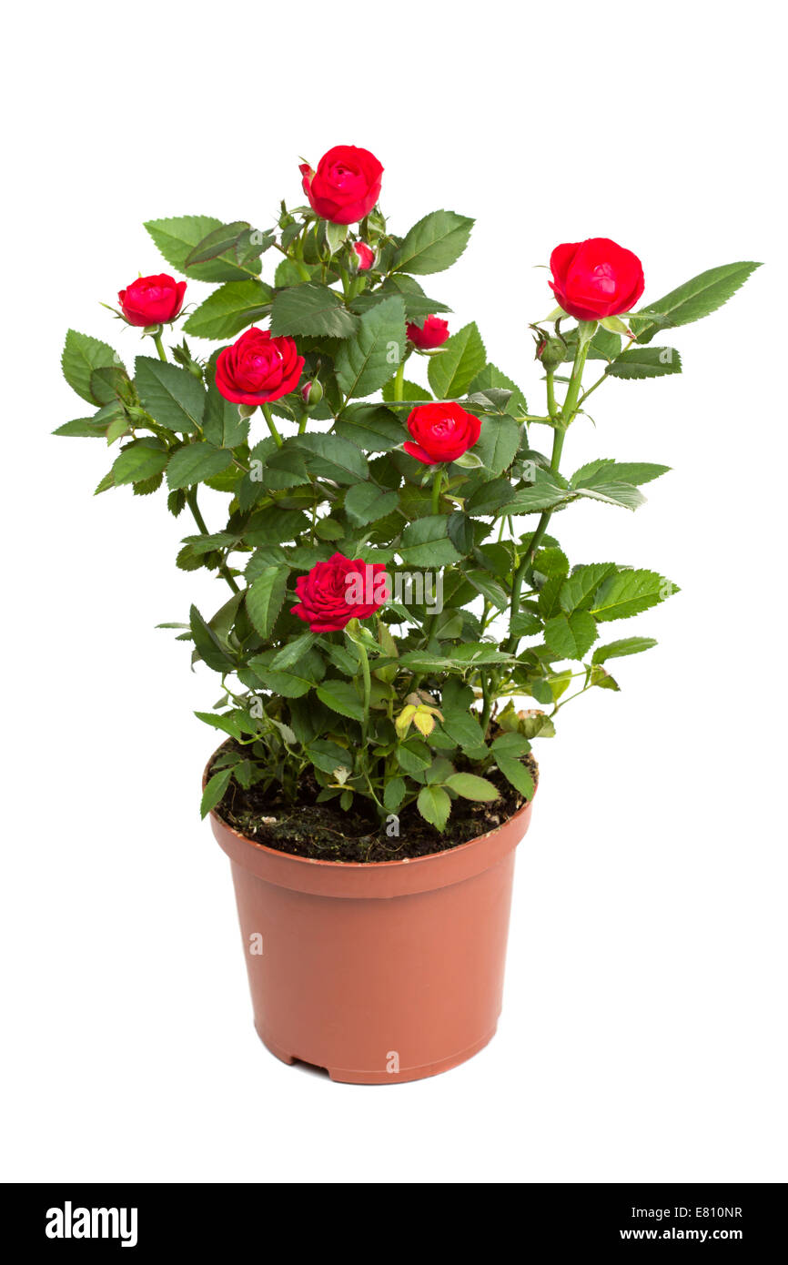 Roses dans un pot de fleurs isolé sur fond blanc Banque D'Images