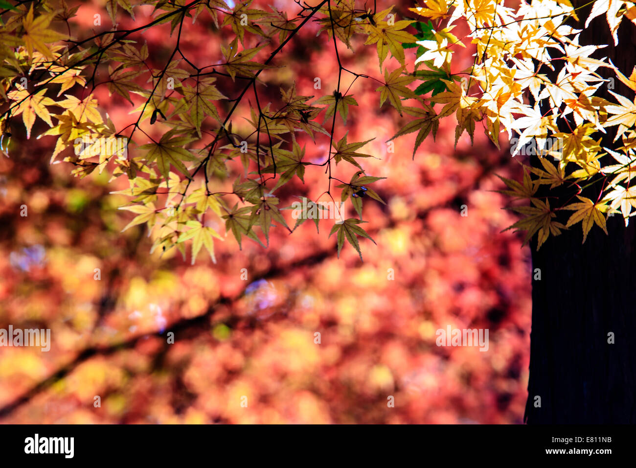 Feuille d'érable colorée pour adv ou autres fins utiliser Banque D'Images