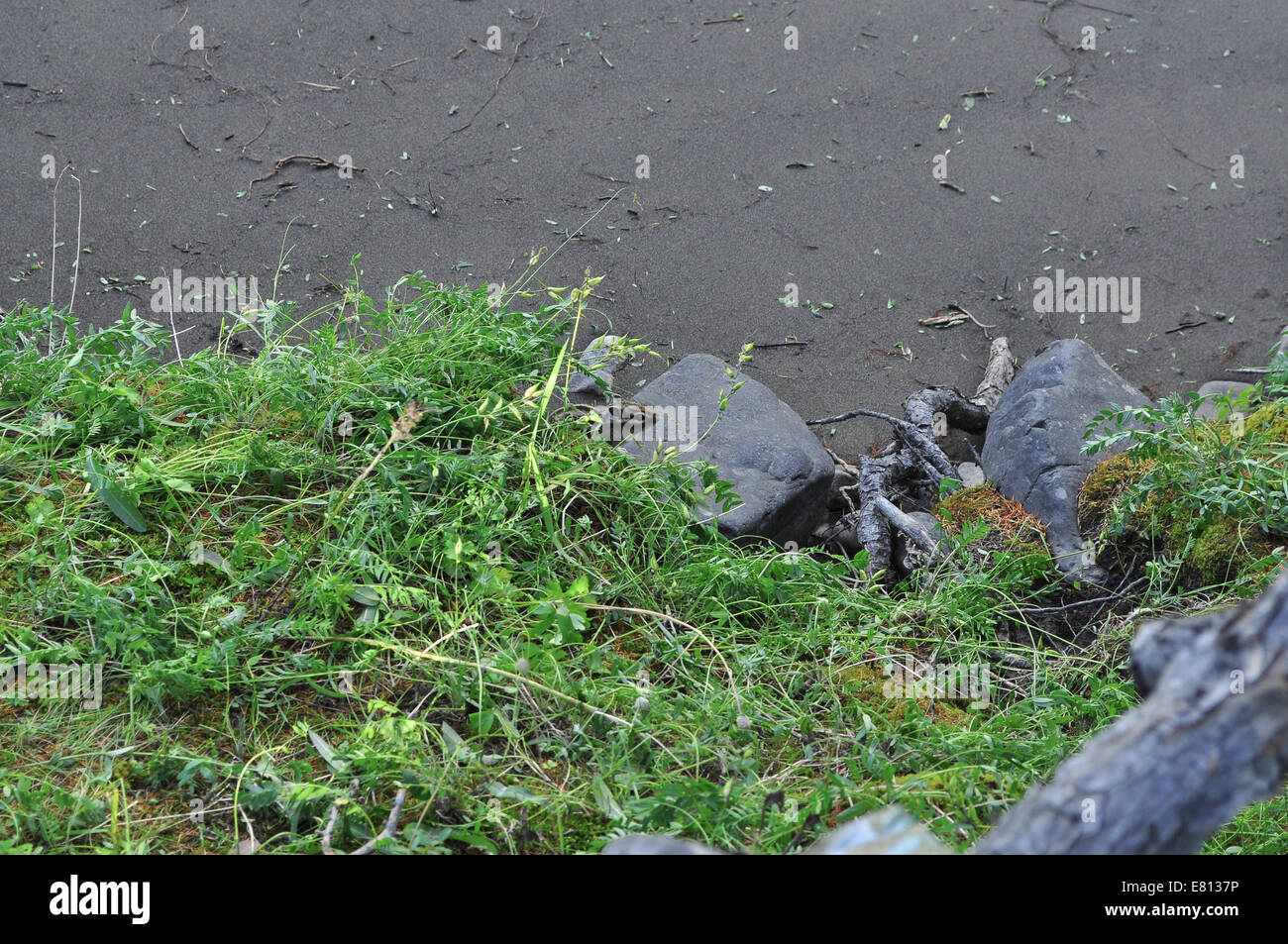 Le Chipmunk dans l'herbe. Les tamias sont curieux, mais essayez de ne pas tomber sur les yeux des gens. Banque D'Images