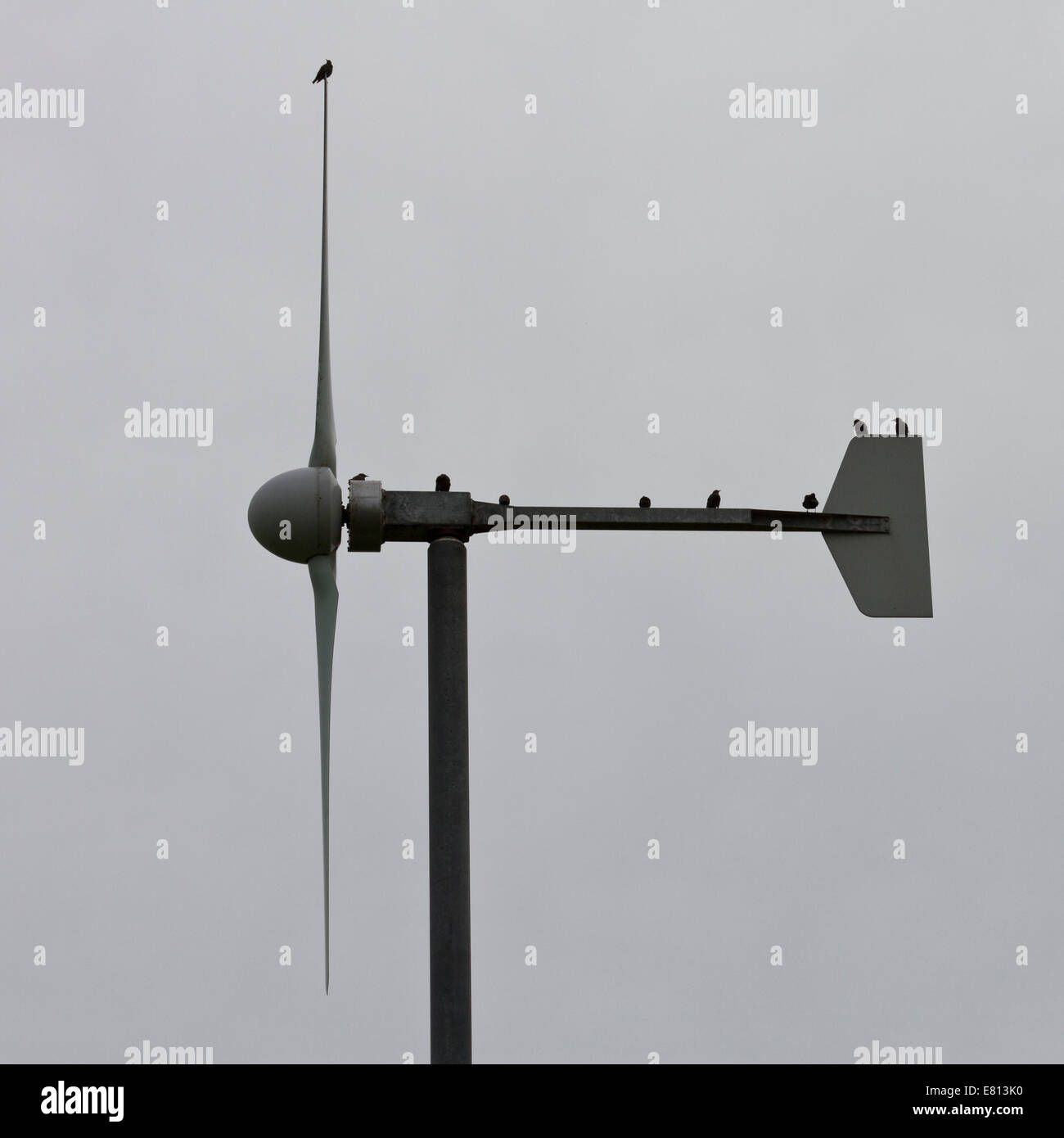 Les oiseaux sur wind turbine Banque D'Images