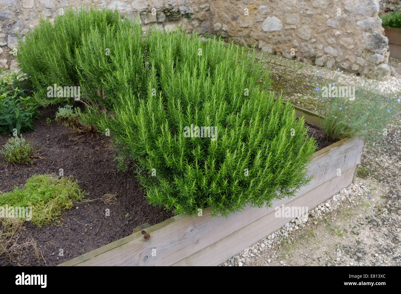 Rosmarinus officinalis, communément connu sous le nom de Rosemary croissant dans un creux Banque D'Images
