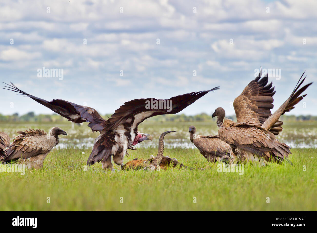 Deux espèces de vautours lutte sur une carcasse cobes lechwes noirs dans les terres humides des prairies inondées de Bangweulu Banque D'Images