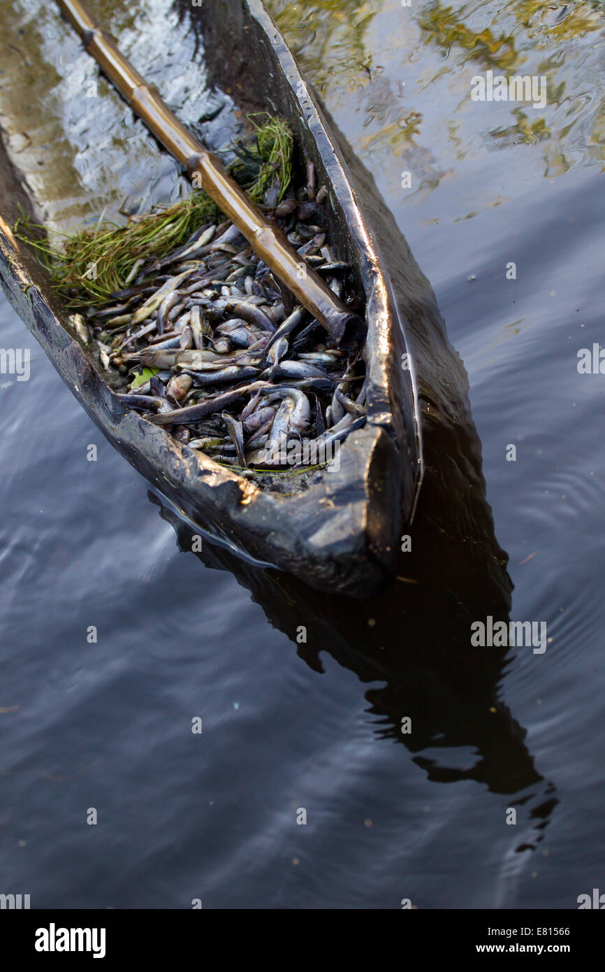 Les poissons sont stockés dans une pirogue après vérification de la pêche du jour dans des filets dans la plaine d'inondation de zones humides Bangweulu Banque D'Images