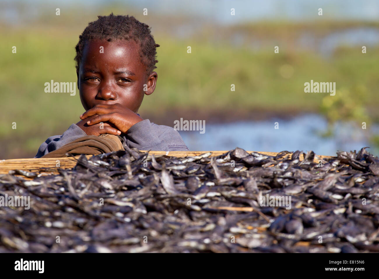 Un jeune enfant donne sur un rack de séchage du poisson dans un village de pêche dans les zones humides, la Zambie Bangweulu Banque D'Images