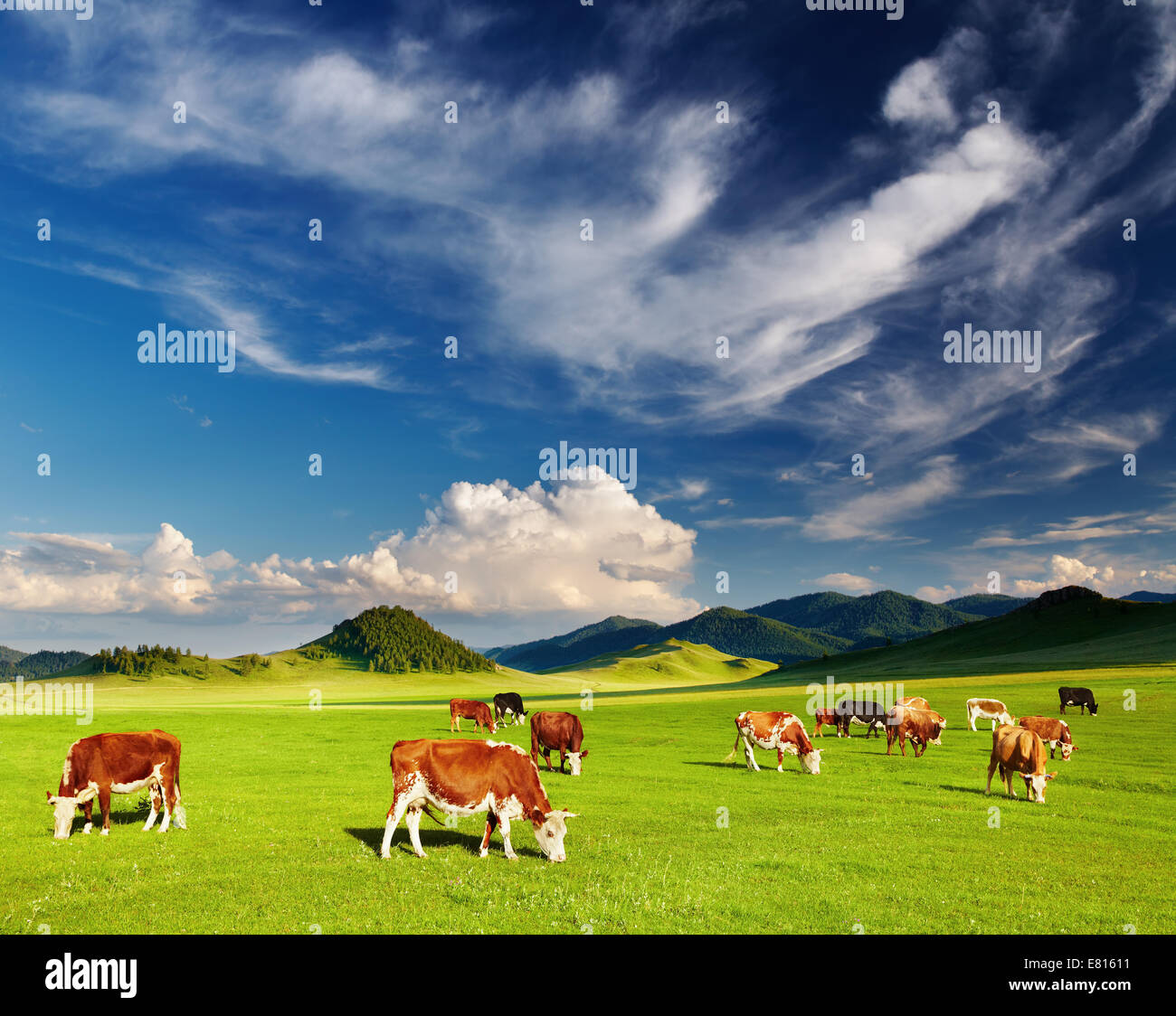 Paysage de montagne de pâturage avec des vaches et ciel bleu Banque D'Images