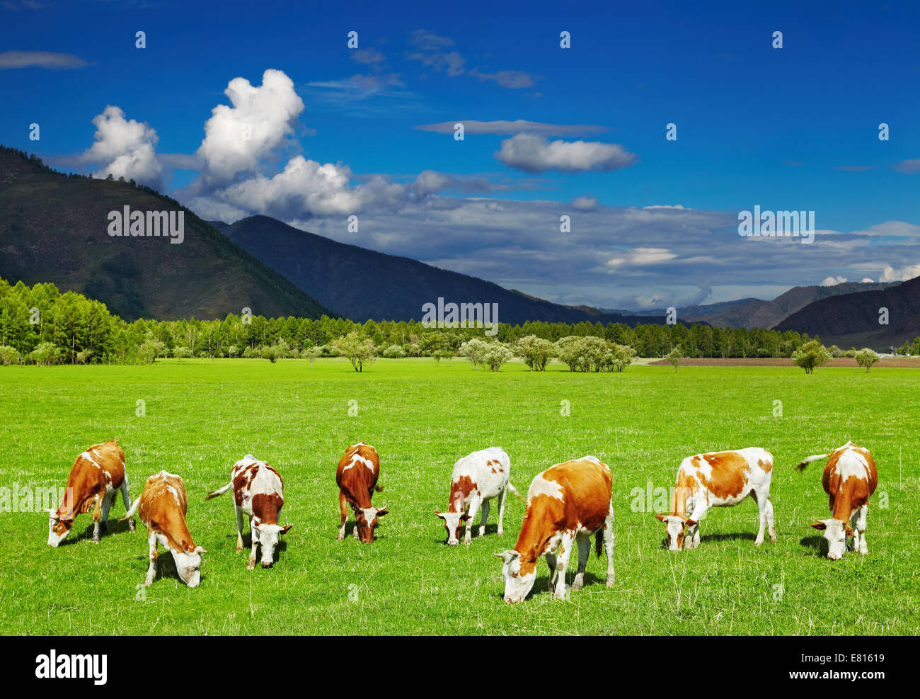 Paysage de montagne de pâturage avec des vaches et ciel bleu Banque D'Images