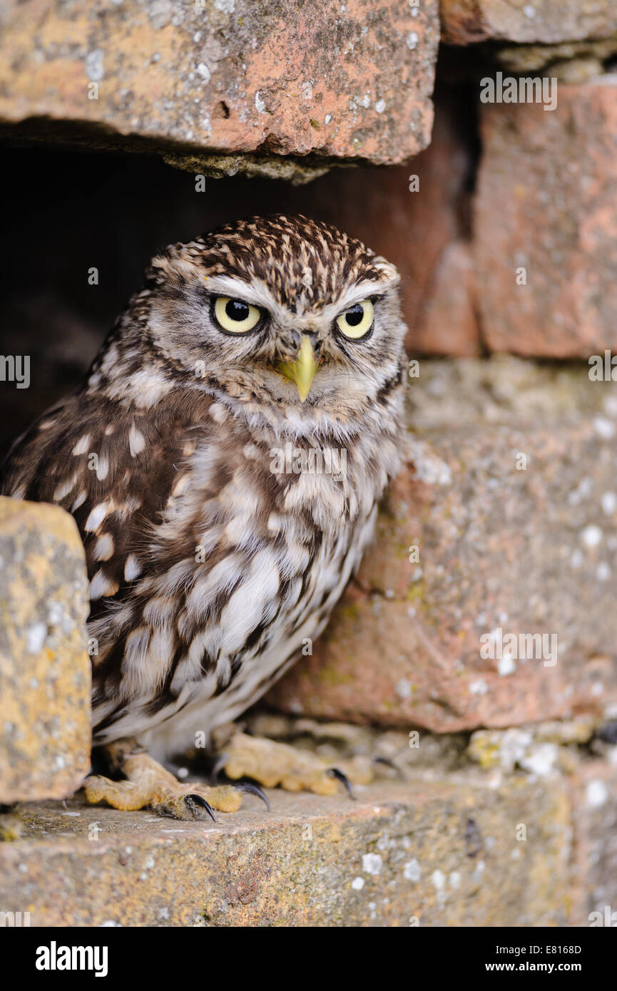 Chouette chevêche (Athene noctua) reposant dans brick wall Banque D'Images