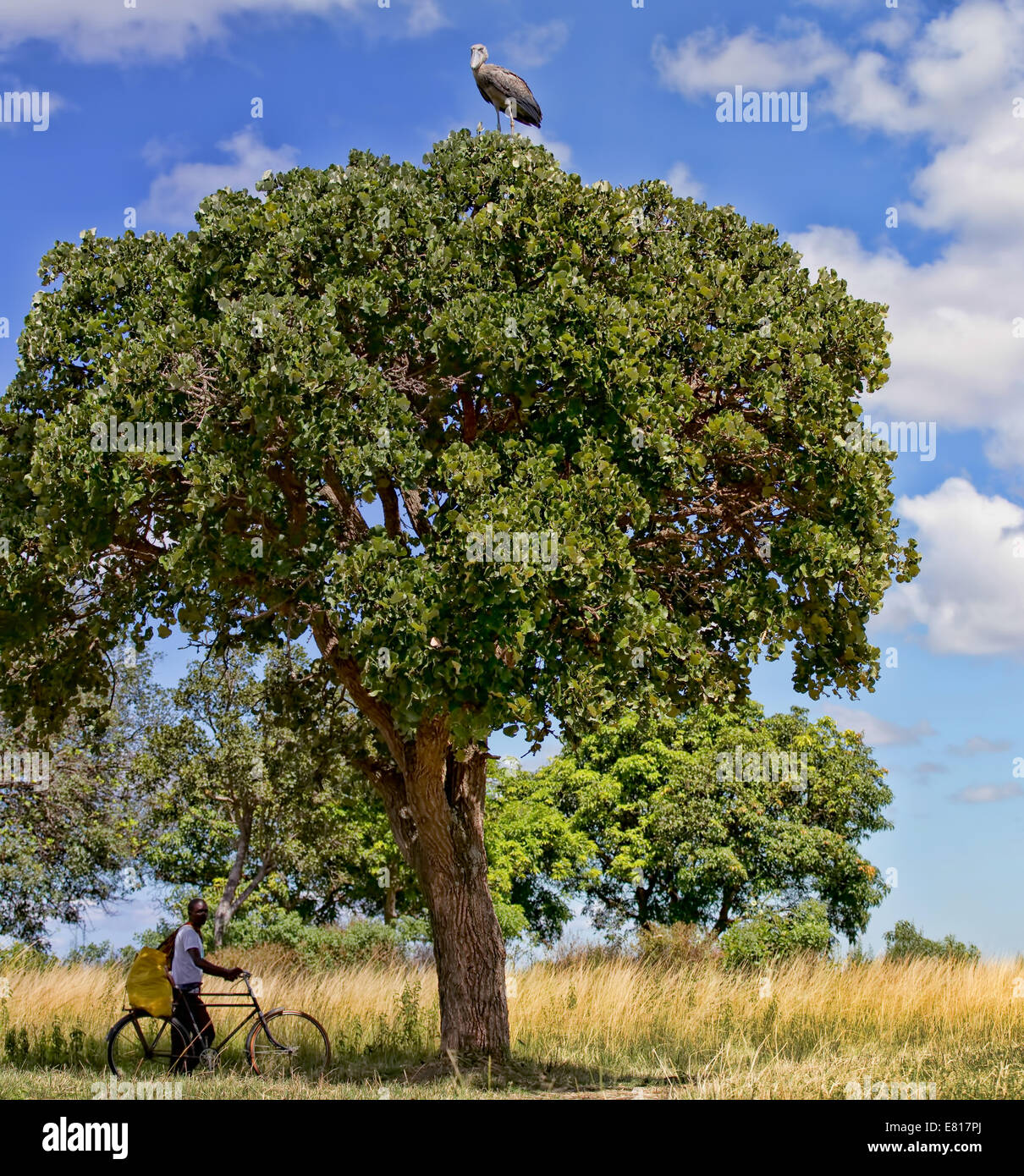 Un Bec-en-sabot est situé au sommet d'un arbre comme un homme pousse son vélo en dessous Banque D'Images