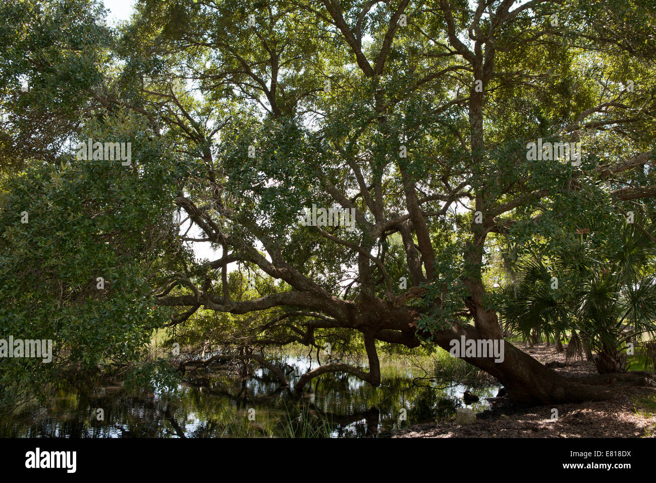 Arbre qui pèsent sur une rivière dans la région de Magnolia cemetery, Charleston, Caroline du Sud. Banque D'Images