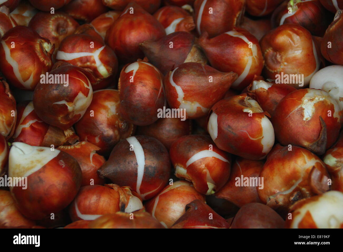 Tulipa. Pile de bulbes de tulipe à fleurs de printemps prêts pour la plantation en automne. Tulipa Darwin hybride Oxford. Banque D'Images