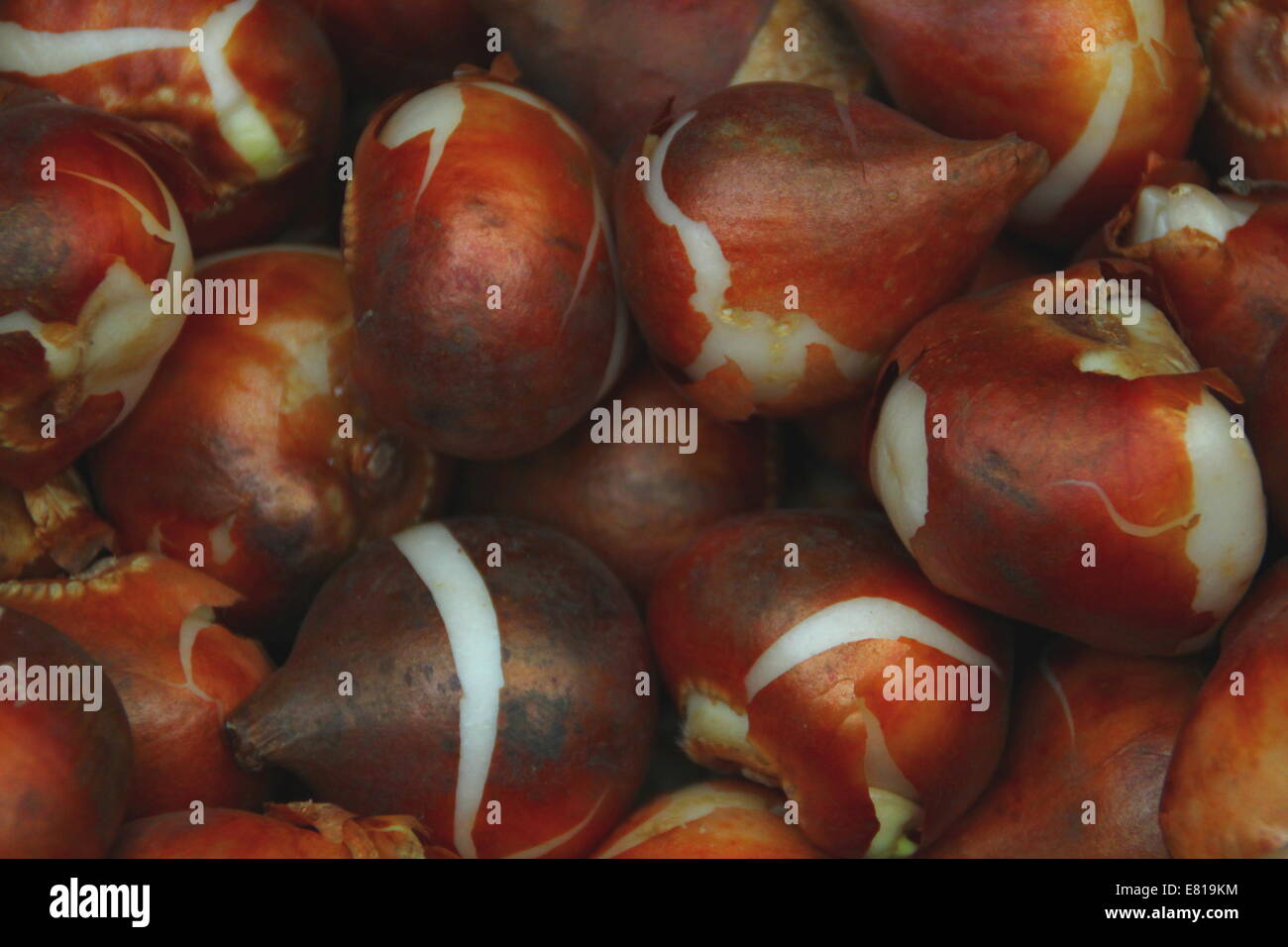 Tulipa. Pile de bulbes de tulipe à fleurs de printemps prêts pour la plantation en automne. Tulipa Darwin hybride Oxford. Banque D'Images