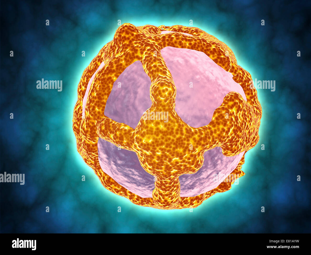 Micrographe de Prochlorococcus colorées négativement. Un cyanophage est un virus qui infecte les cyanobactéries. Banque D'Images