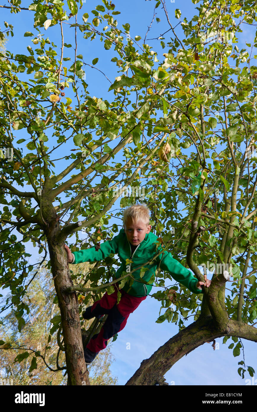 Enfant Garçon blond debout ou l'escalade dans l'automne, Apple Tree Banque D'Images