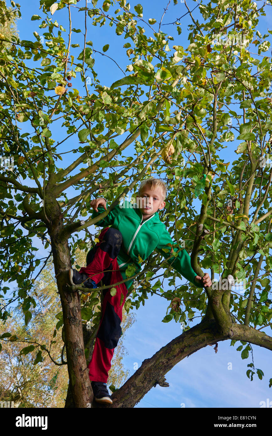 Enfant Garçon blond debout ou l'escalade dans l'automne, Apple Tree Banque D'Images