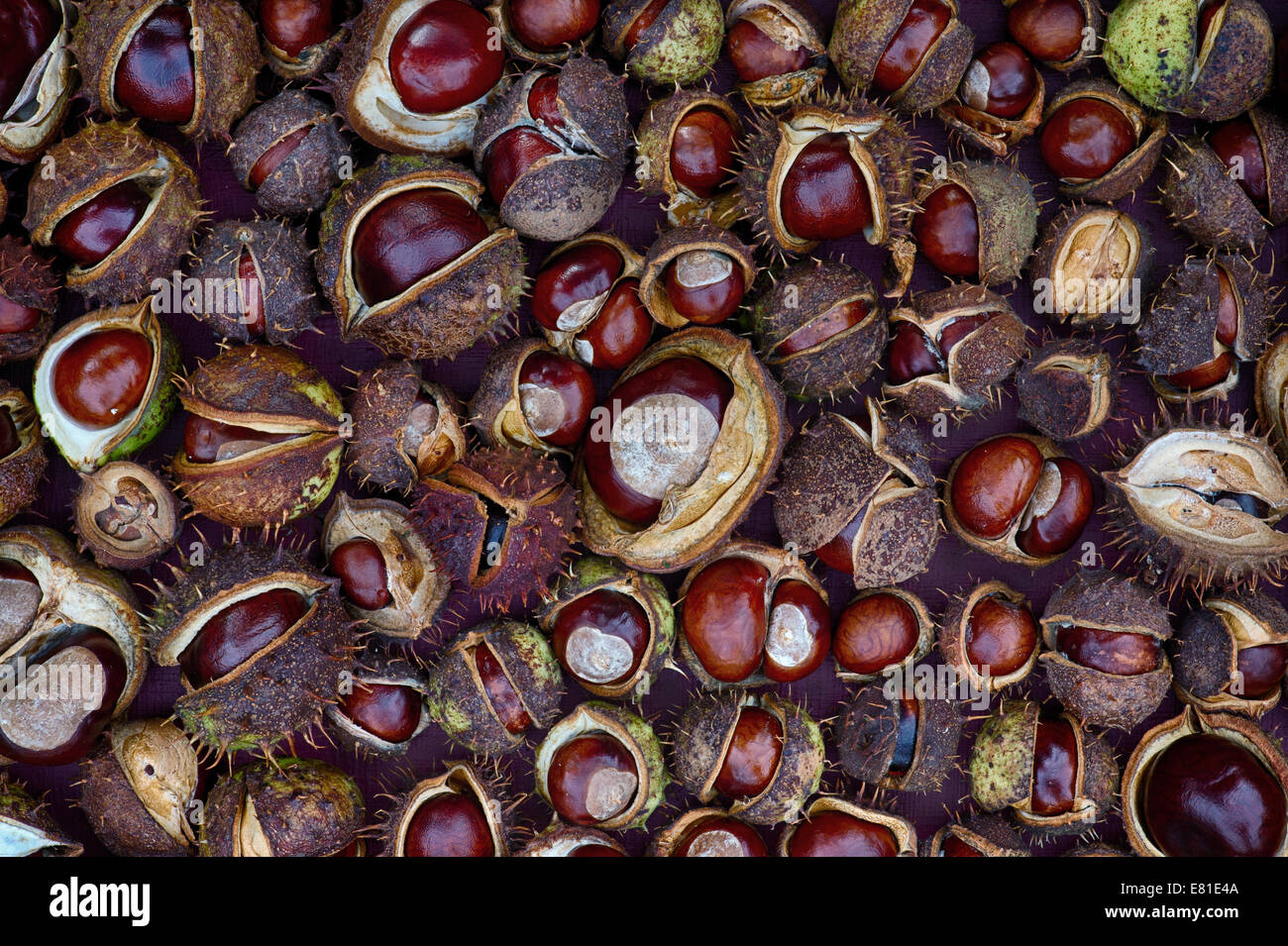 Aesculus hippocastanum seed. L'châtaignes. Conkers pattern. Banque D'Images