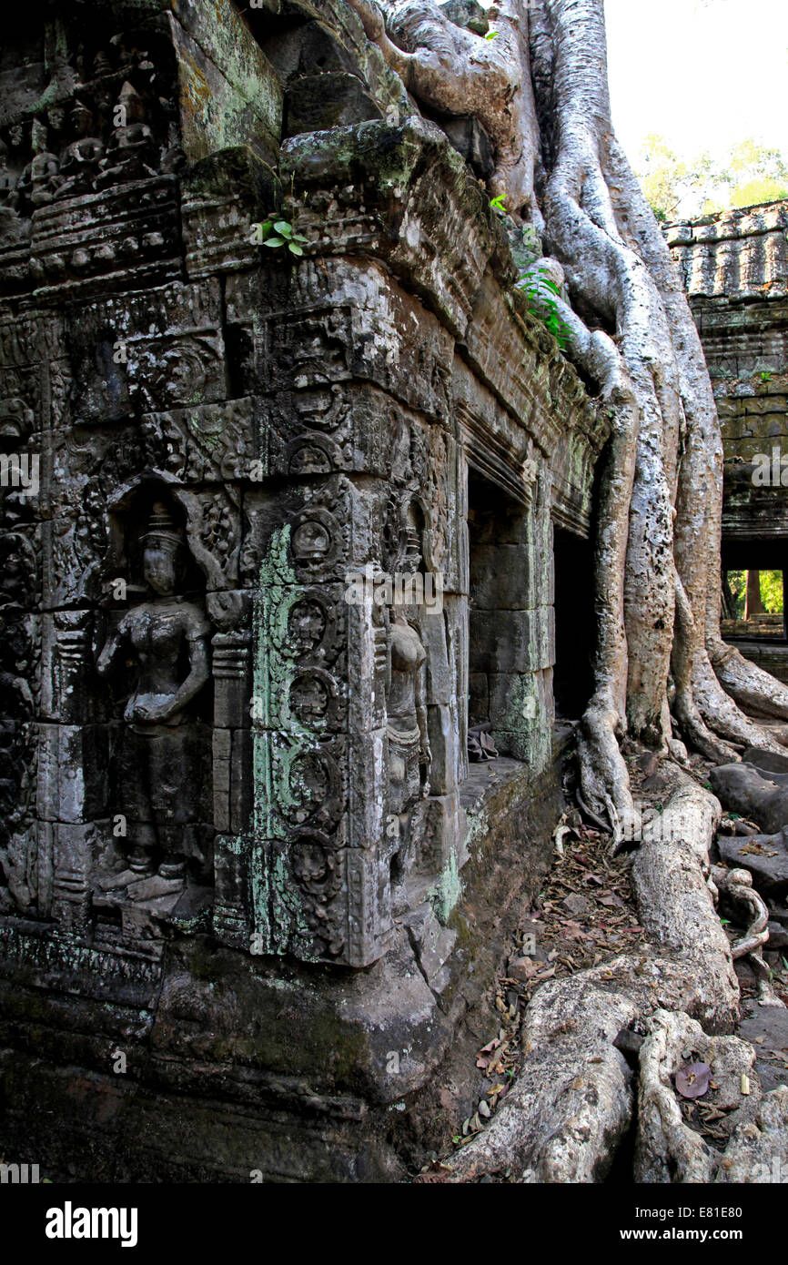 Les ruines de Ta Prohm temple, Angkor Wat, au Cambodge Banque D'Images